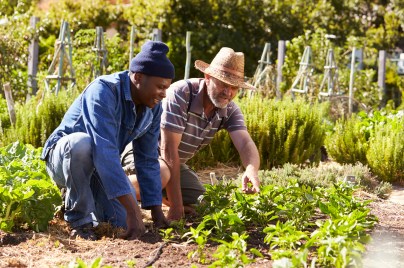 Two Men Working Together On Community Allotment